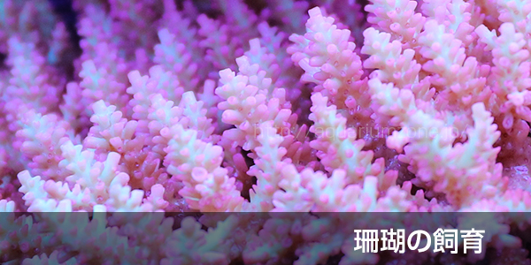 珊瑚の飼育