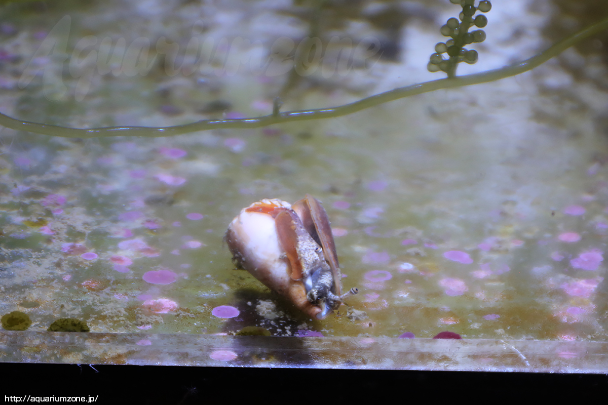 普通のマガキガイ