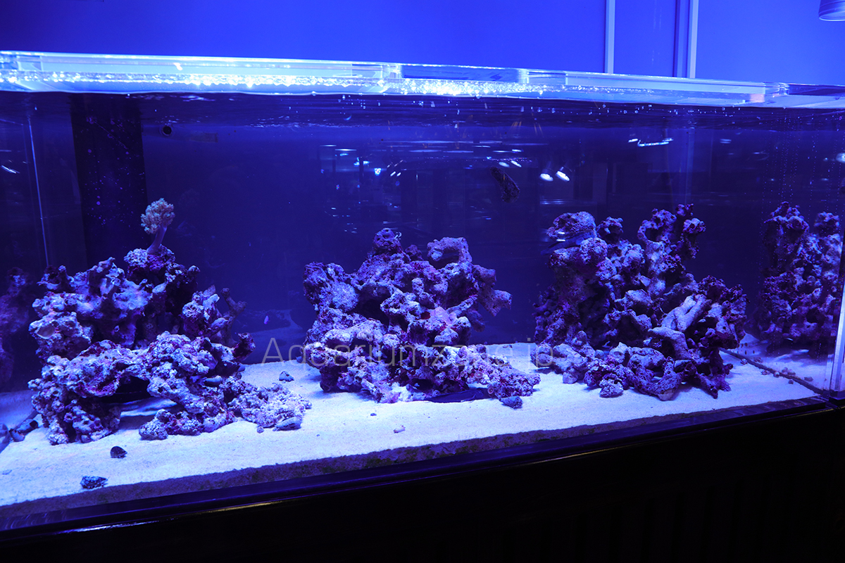 ライブロックのレイアウトについて  海水魚がいる癒しの空間アクアリウムゾーン