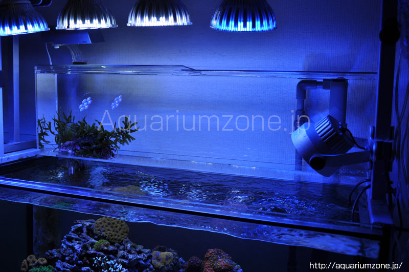 リフジウム水槽の特徴 選定について 海水魚がいる癒しの空間 アクアリウムゾーン