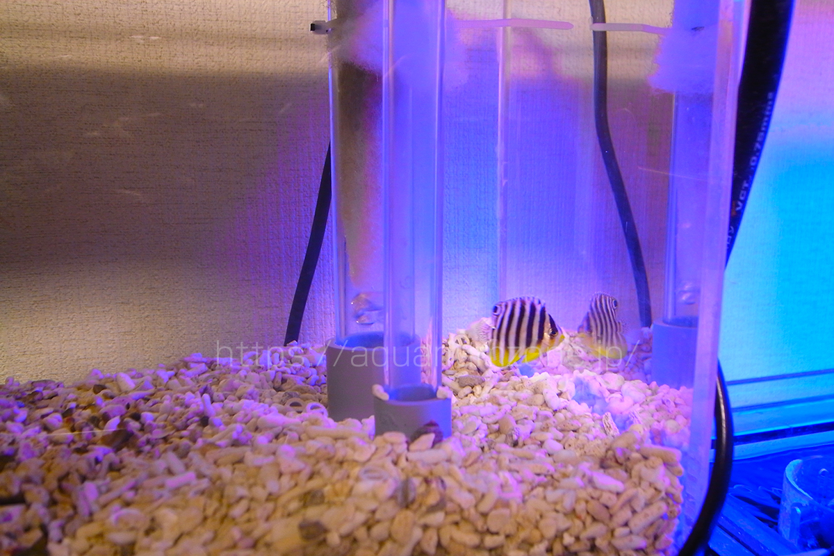 リフジウム水槽で飼育中のシマヤッコの幼魚