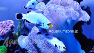 最終値下！10月まで！水槽セット(カクレクマノミいます)