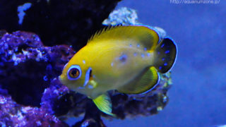 ヤッコの餌付けと餌に関して | 海水魚がいる癒しの空間【アクアリウムゾーン】