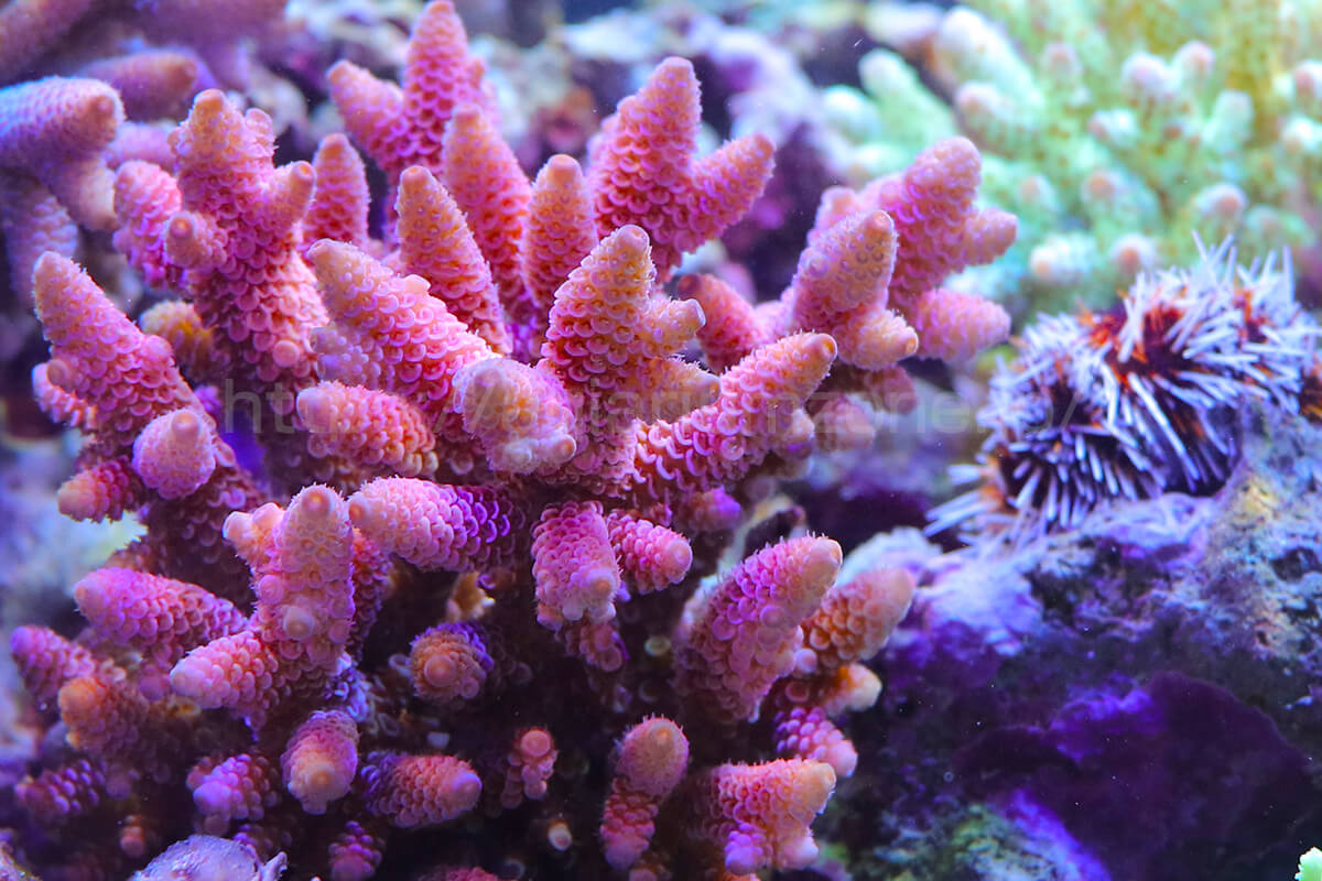 珊瑚の飼育