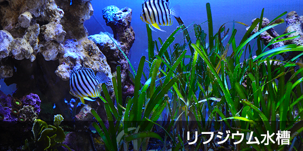 マリンプランツの飼育機材