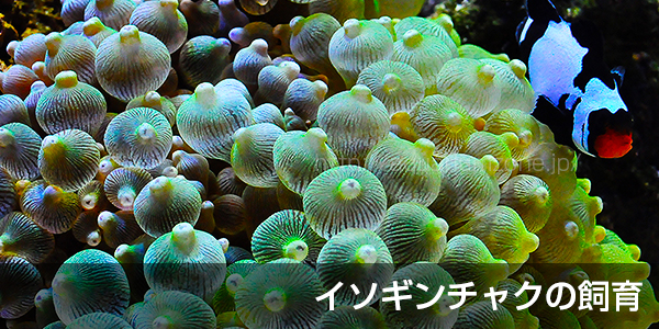 イソギンチャクの飼育