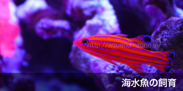 海水魚の飼育