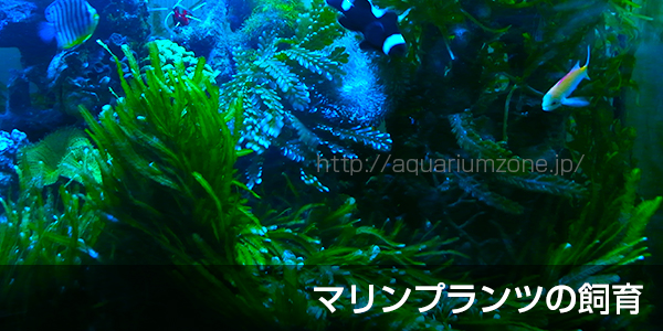 マリンプランツの飼育